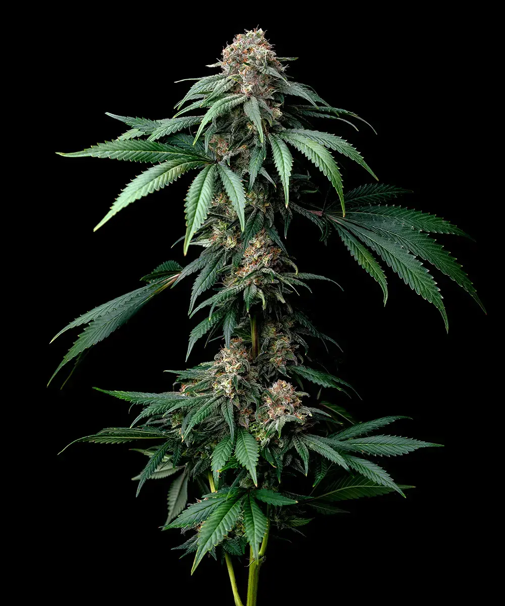 Mendo Breath 5er 70/30 Okt Mendo Breath 5er 70/30 Okt