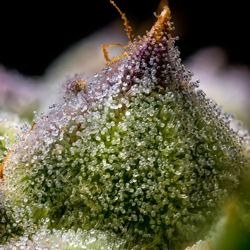 Mendo Breath 5er 70/30 Okt