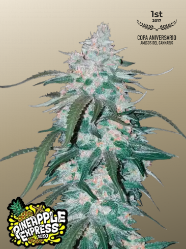 Fastbuds 420 Pineapple Express Auto 1er Fastbuds 420 Pineapple Express Auto 1er