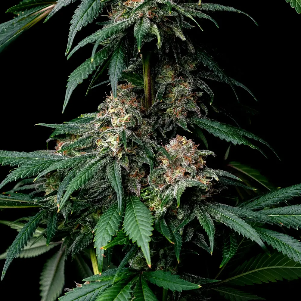 Mendo Breath 5er 70/30 Okt