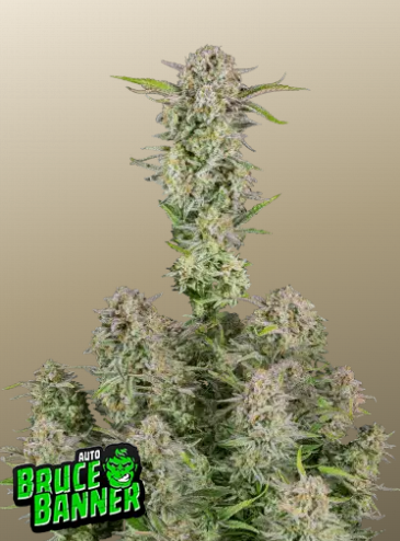 Fastbuds Auto Big Bud 1er Fastbuds Auto Big Bud 1er
