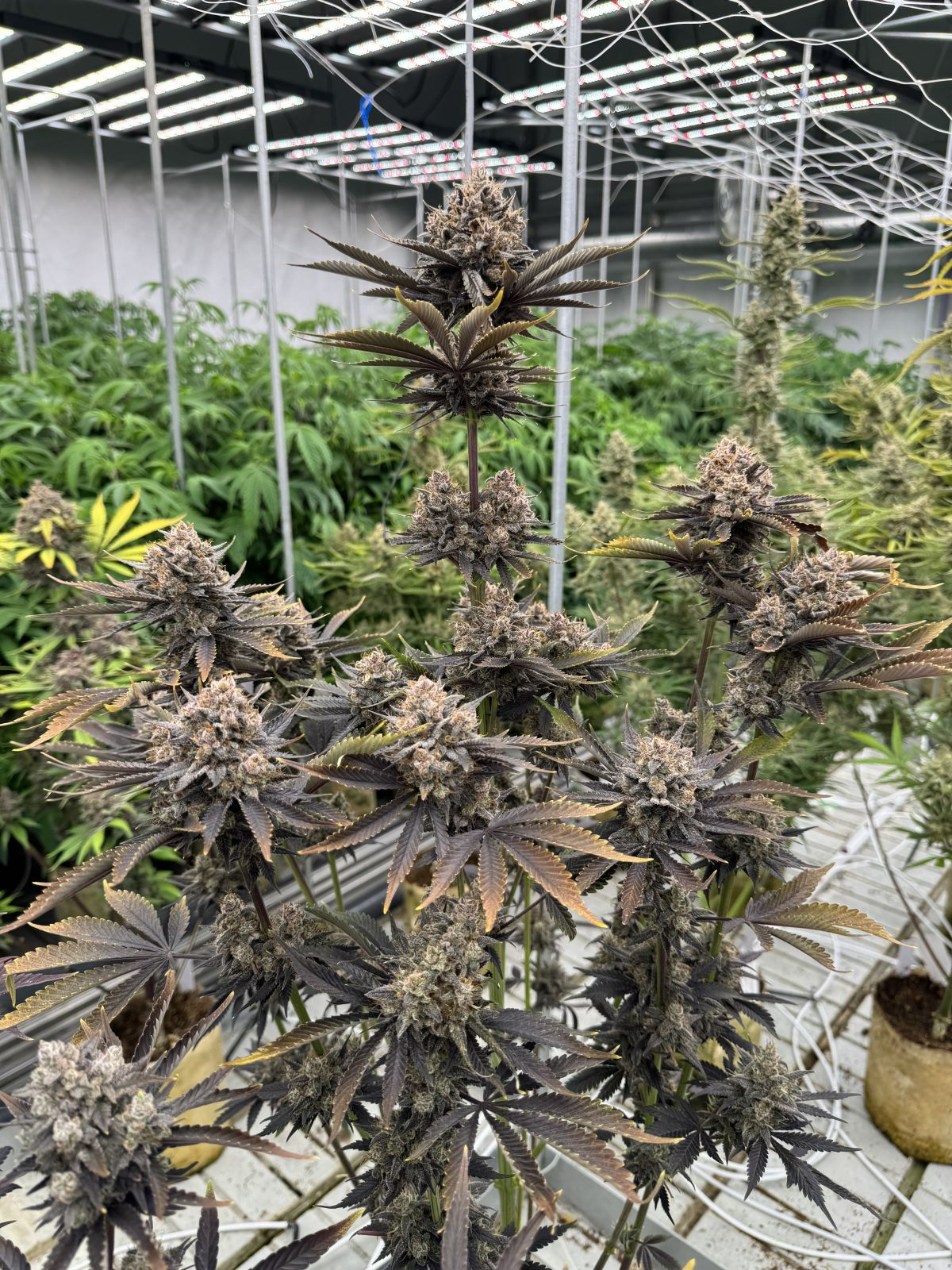 Fastbuds 420 Banana Purple Punch RF 1er Fastbuds 420 Banana Purple Punch RF 1er