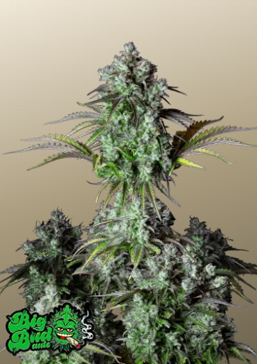 Fastbuds 420 Big Bud Auto 3er Fastbuds 420 Big Bud Auto 3er