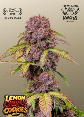 Fastbuds 420 Lemon Cherry Cookies Auto 1er Fastbuds 420 Lemon Cherry Cookies Auto 1er