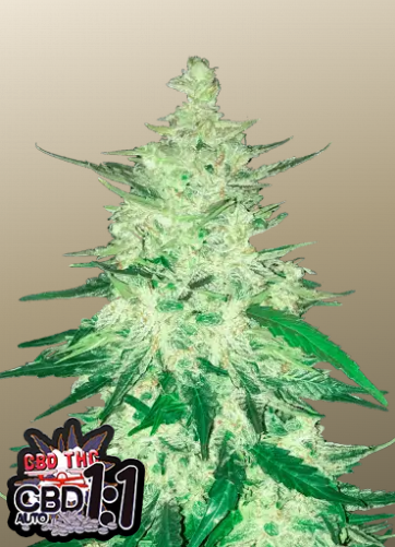 Fastbuds 420 CBD Auto 1:1 (CBD Crack Auto) 3er Fastbuds 420 CBD Auto 1:1 (CBD Crack Auto) 3er