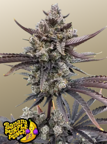Fastbuds 420 Banana Purple Punch RF 3er Fastbuds 420 Banana Purple Punch RF 3er