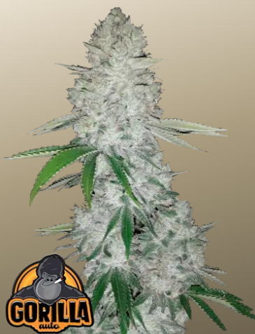 Fastbuds 420 Gorilla (GG) Auto 3er Fastbuds 420 Gorilla (GG) Auto 3er