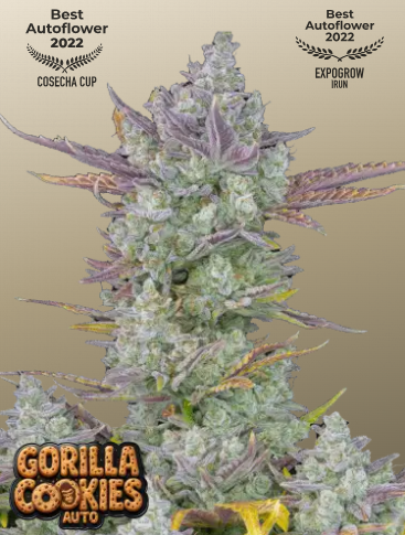 Fastbuds 420 Girl Scout Cookies Auto 1er Fastbuds 420 Girl Scout Cookies Auto 1er
