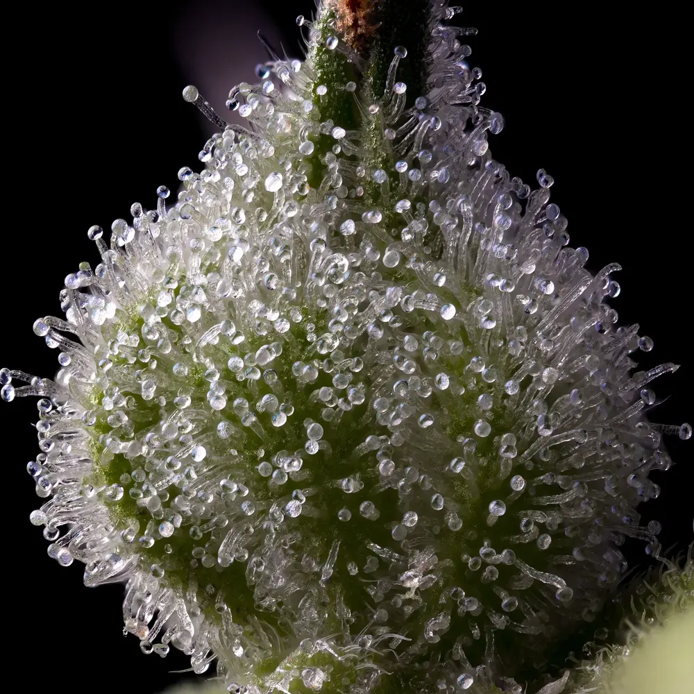 Mendo Breath 5er 70/30 Okt Mendo Breath 5er 70/30 Okt