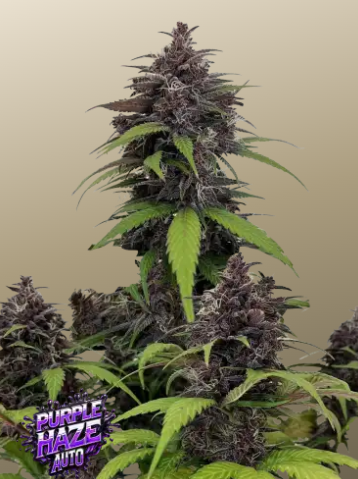 Fastbuds 420 Purple Haze Auto 1er Fastbuds 420 Purple Haze Auto 1er