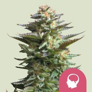 Amnesia Haze 5er 30%/70% ende Okt