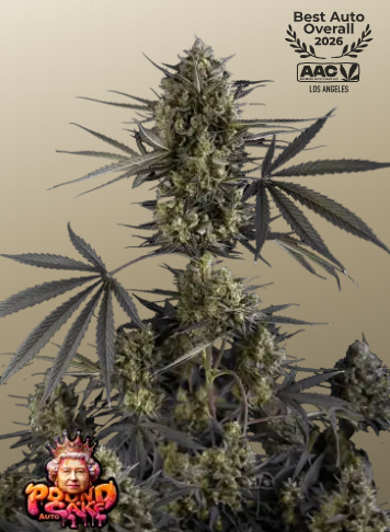 Fastbuds 420 Pound Cake Auto 3er