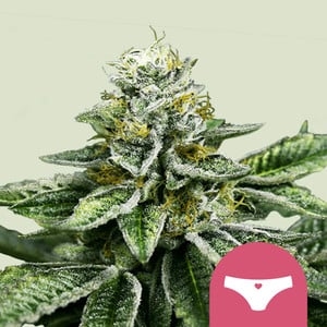 Sherbert Queen 5er