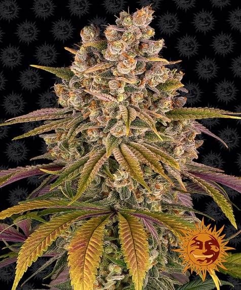 ab0c2c3fe7c0a55550217cb318059a1f07248a2f Lemon Tree 5er