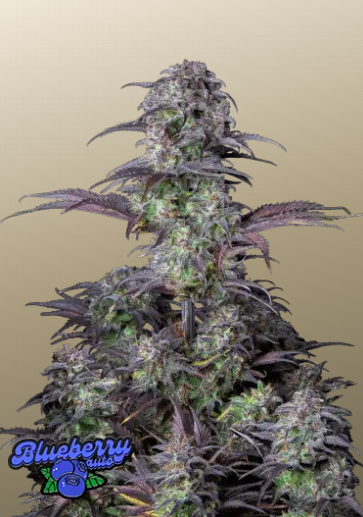 Fastbuds 420 Auto Blueberry 1er Fastbuds 420 Auto Blueberry 1er