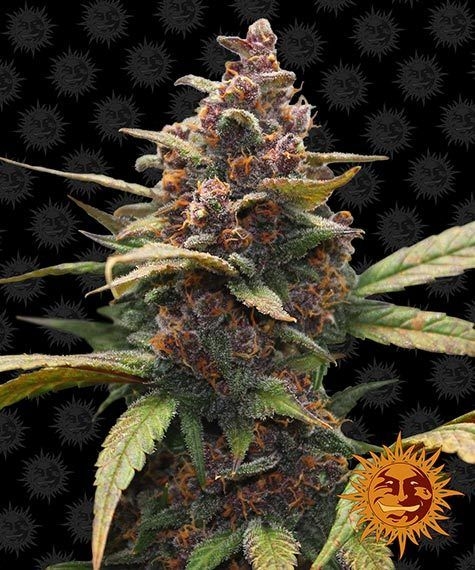 3fe3158711812a2448c370098fc29101220021c5 Ayahuasca Purple 5er 100/0 ende Aug