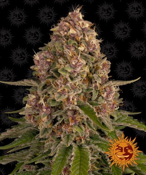 36e427f1330964b84e835f6af7fc98294644ec68 Pink Kush 5er