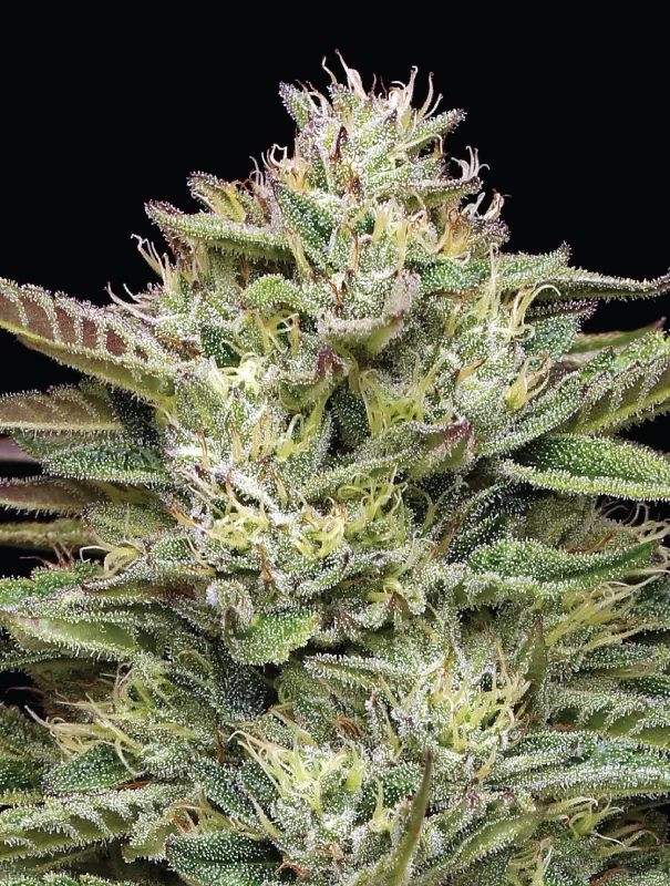 Blueberry Cupcake 5er