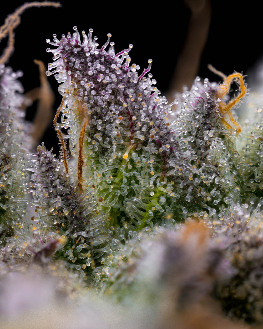 GMO Cookies 5er