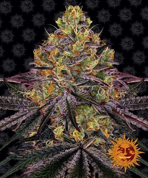 8db07097b3516937b567fe4655f0870f0f3e6437 Watermelon Zkittlez 5er
