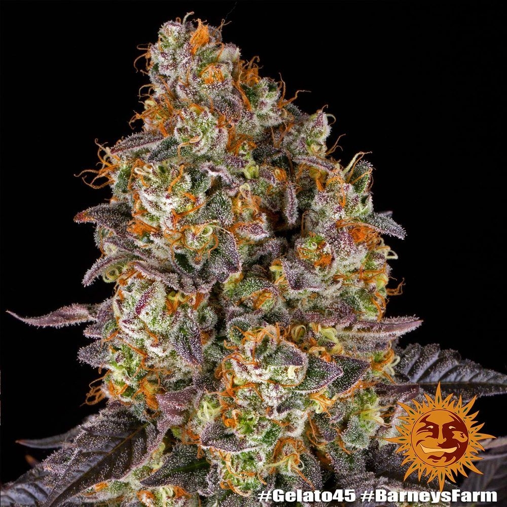 Gelato #45 5er