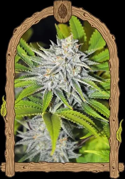 HippieBerry 5er Pack 30/70 Okt