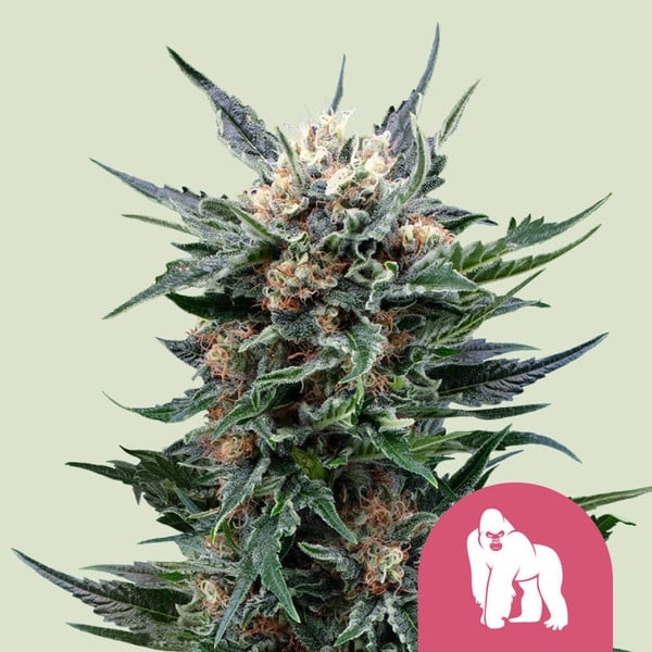 Royal Gorilla 5er Royal Gorilla 5er