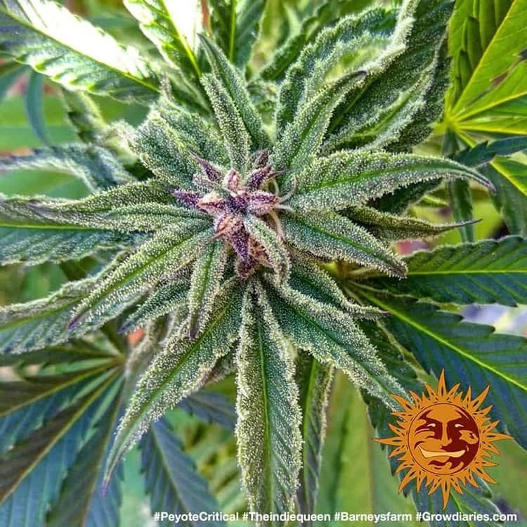 bcddf3f0188ab7ec5ed0e9d4ae8f50d1077242c4 Peyote Critical 5er