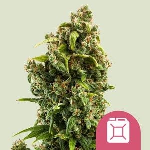 83b5409e3822dc7f50473d9a5a13a0a649a6b60f Sour Diesel 5er