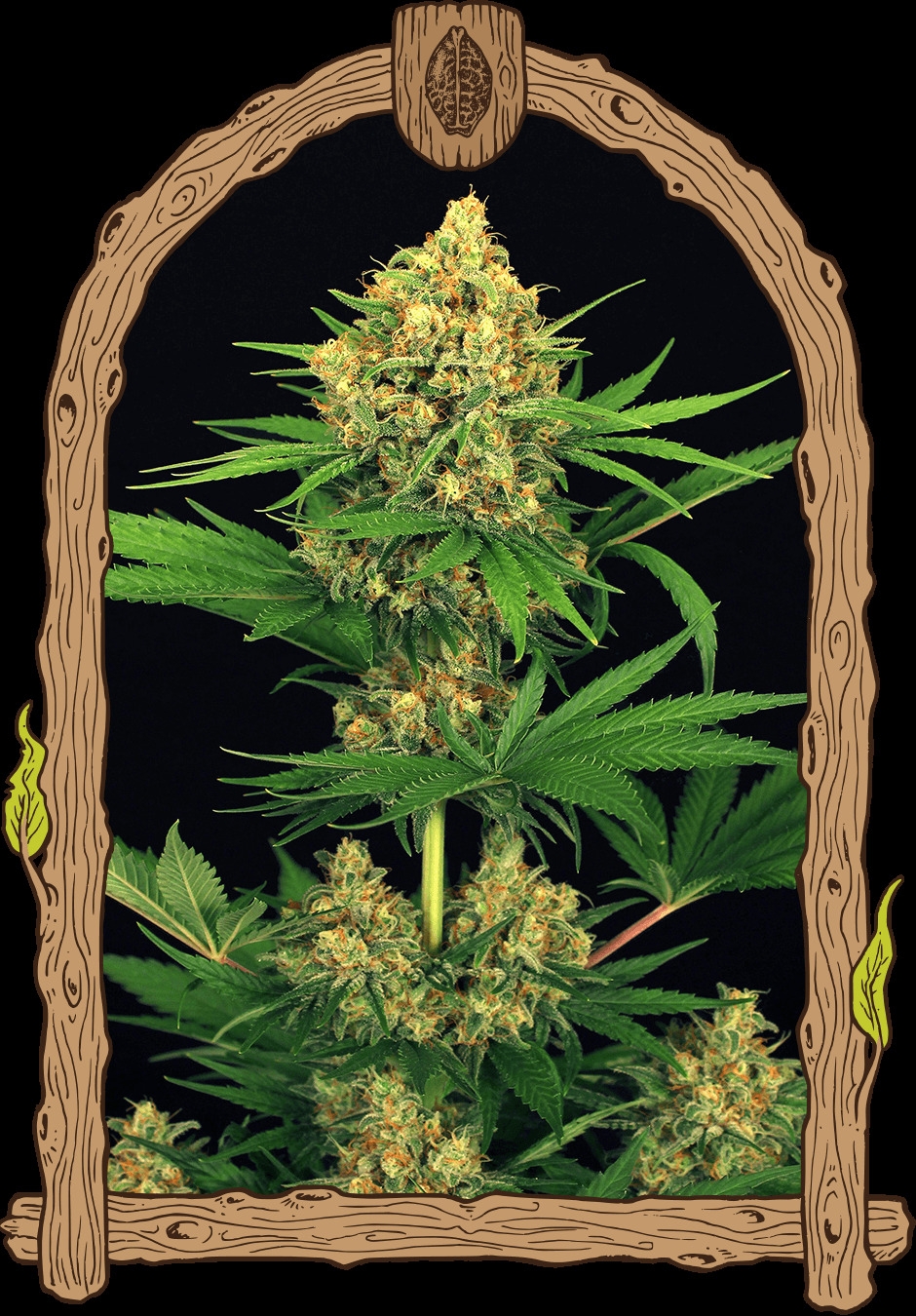 Tangerine Kush Regulär 5er Pack 70/30 Sep Tangerine Kush Regulär 5er Pack 70/30 Sep