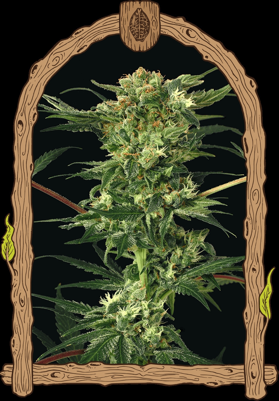 Devil Kush Regulär 5er Pack 80/20 Sep Devil Kush Regulär 5er Pack 80/20 Sep