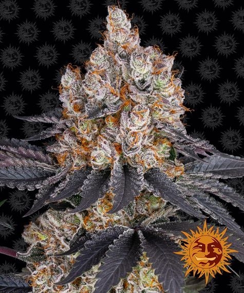 9cec6074215dd17d3cb03f5f80d58f1fea61f46e Gelato 5er