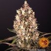 Blueberry Og 5er