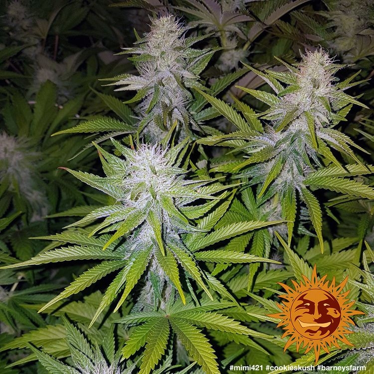 Cookies Kush 5er