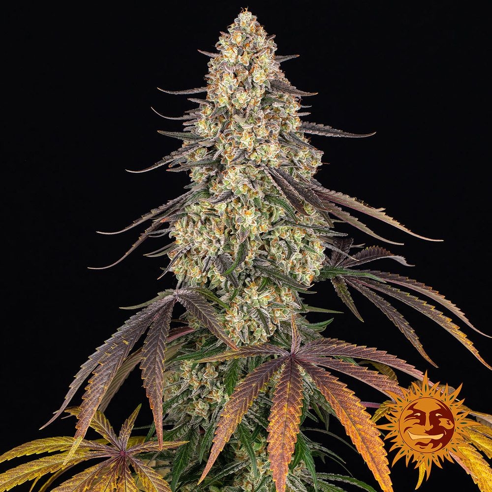 Kush Mintz 5er