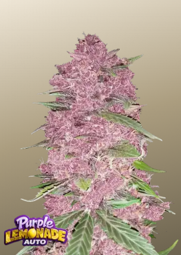 Fastbuds 420 Purple Lemonade Auto 3er Fastbuds 420 Purple Lemonade Auto 3er