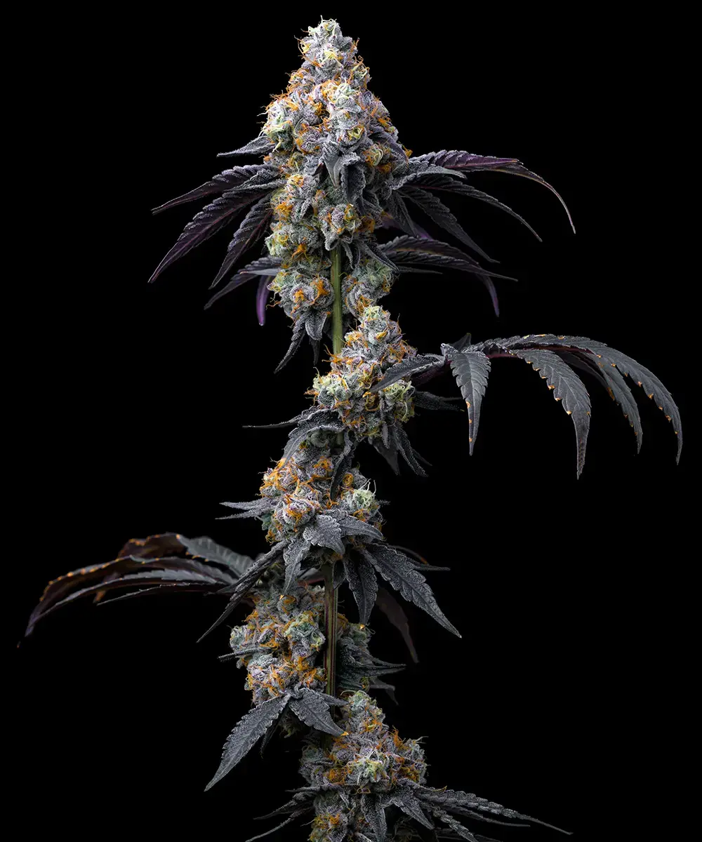 Rainbow Sherbet 5er 50/50 Sep Rainbow Sherbet 5er 50/50 Sep