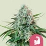 HulkBerry 5er HulkBerry 5er