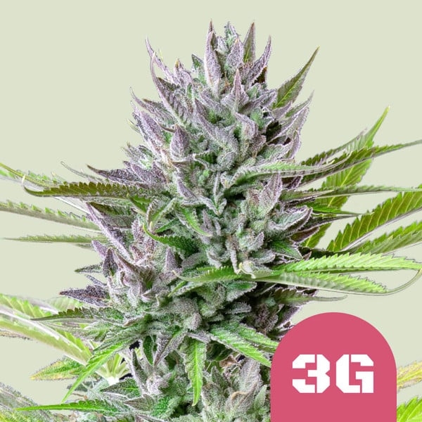Triple G 5er