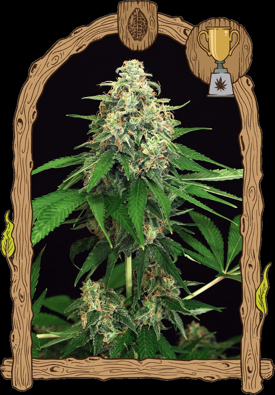 Mango Cream Regulär 5er Pack 75/25 Okt