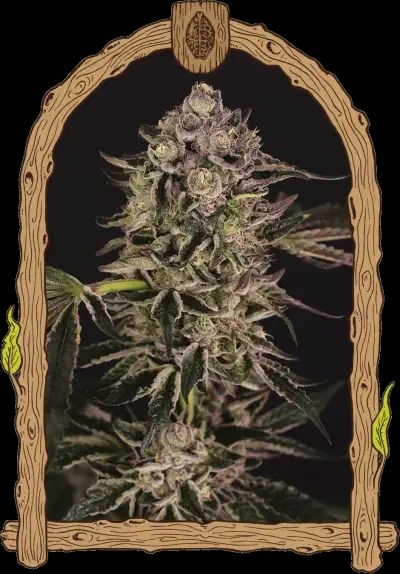 Quick Sherbert 5er Pack