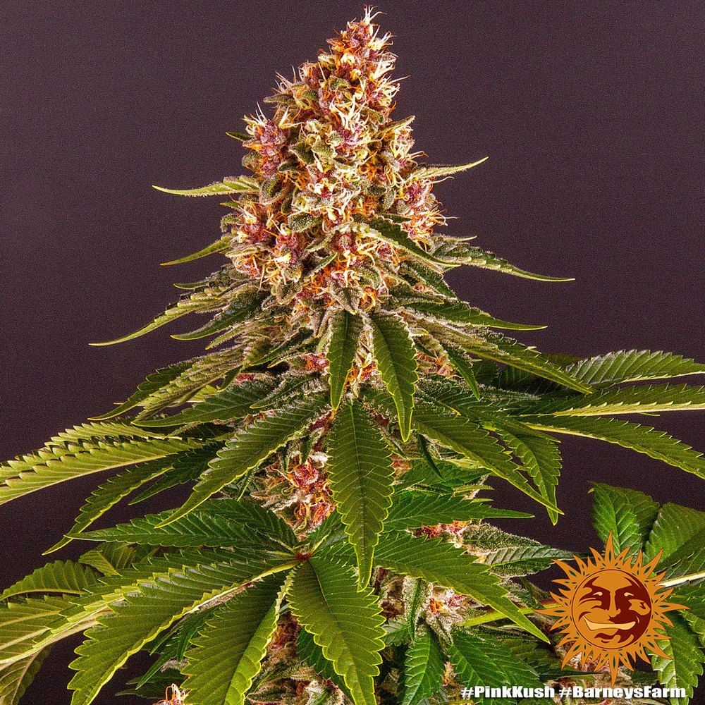 a713f5e81f3e103ee5bf160adb627b4e93d027a1 Pink Kush 5er