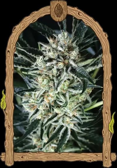 Jelly Bananen 5er Pack