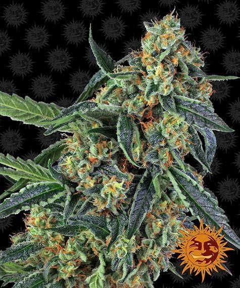 c0fb6c9e8598bf3f3c8ef1e2515e39e0b3b8ebba Cookies Kush 5er