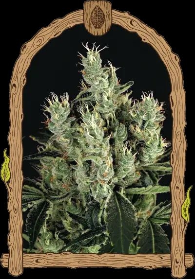 Tangerine Band 5er Pack