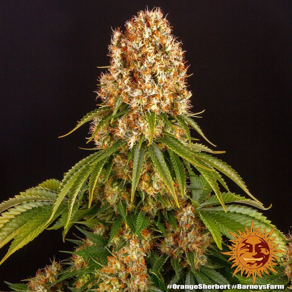 Orange Sherbert 5er