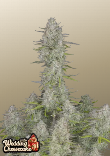 Fastbuds 420 Wedding Cheesecake Auto 3er Fastbuds 420 Wedding Cheesecake Auto 3er