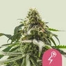 Green Crack Punch 5er