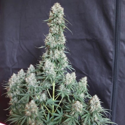 Blueberry Auto Blueberry Auto