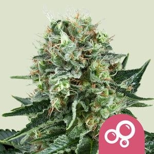 8fa8aa43f4904cc32373efbd7263f60eec31430c Bubble Kush 5er